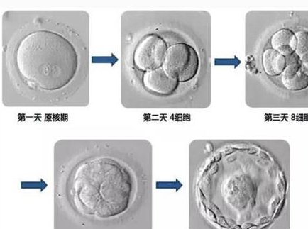 新乡市妇幼保健院做三代试管婴儿成功率高不高？什么因素可以影响到试管成功率